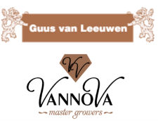 Logo Chrysantenkwekerij Guus van Leeuwen